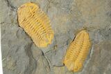 Rock With Thee Orange Trilobites (Ormathops sp & Prionocheilus?) #356822-2